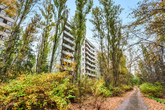 Ukraine, Kyiv Oblast, Chernobyl, Flora overtaking abandoned city