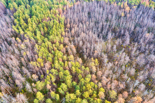 Ukraine, Kyiv Oblast, Chernobyl, Aerial View Of Forest Trees Regrowing After Forest Fire