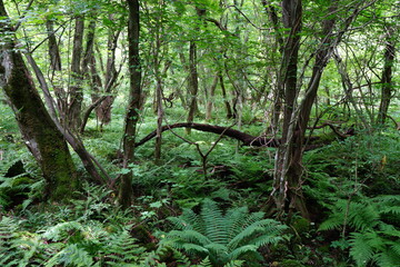 fern and moss in the spring forest