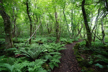 a forest path through fern and mossy rocks