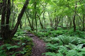 a forest path through fern and mossy rocks