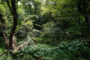 fallen trees in the thick wild forest