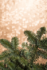 Fir branches on a golden background with copy-space