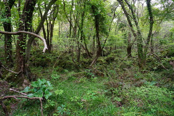 fern and moss in the spring forest