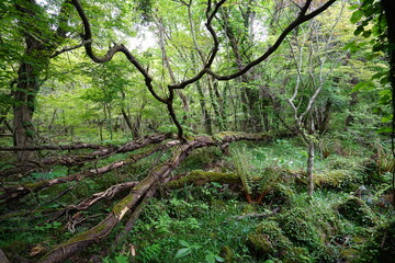 fallen trees in the thick wild forest