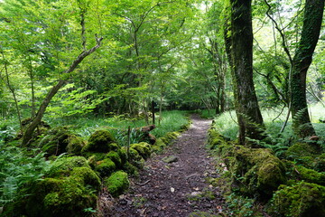 a refreshing spring forest in the sunlight