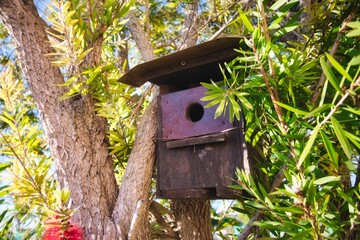 Empty bird box in a tree in a forest