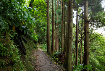 Narrow footpath in green lush forest