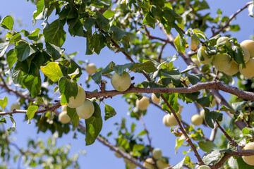 Fototapeta premium Ripening, juicy, yellow, plum hanging on a branch close-up