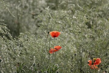 red poppy flower