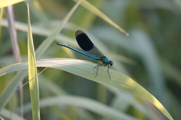 dragonfly on a leaf
