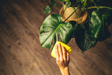 cleaning the leaf of houseplant with yellow cloth