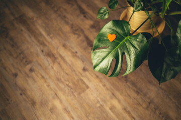 plant with red heart on the leaf