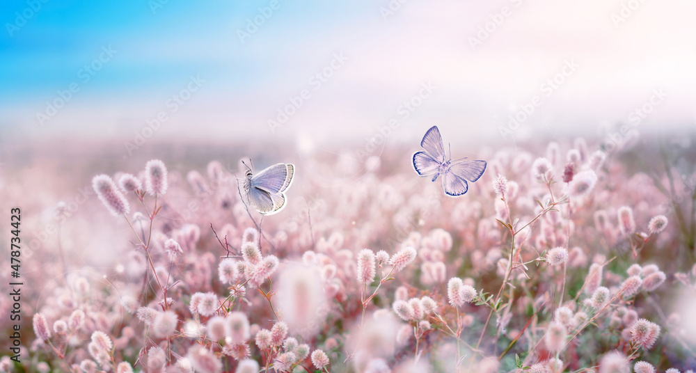 Poster wild pink flowering fluffy grass in field and two fluttering butterfly on nature outdoors, macro. ma