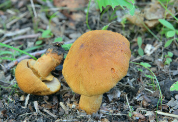 Edible mushroom (Cortinarius caperatus)