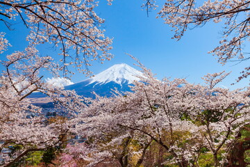 富士山と満開の桜　山梨県富士吉田市孝徳公園にて