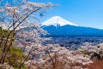 富士山と満開の桜　山梨県富士吉田市孝徳公園にて