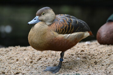 Ente