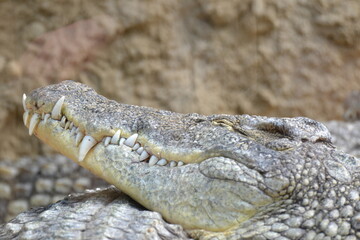 Krokodil Close Up