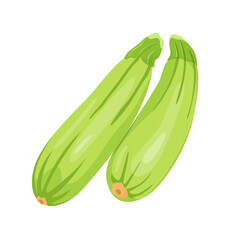 Fresh zucchini or marrow ripe isolated icon. zucchini for farm market, organic food, vegetarian salad recipe design. Vector illustration in flat style isolated on white background.