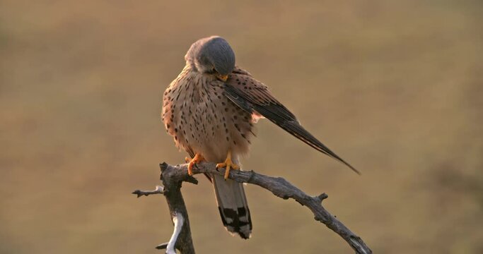 Wild common kestrel, falco tinnunculus, sitting on a branch and cleaning feathers with beak in spring nature illuminated by morning sun. Hygiene of animal wildlife. Bird of prey on a twig.