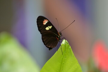 Obraz na płótnie Canvas Schmetterling Black