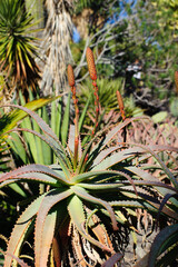 Aloe vera - cactus from Gran Canary