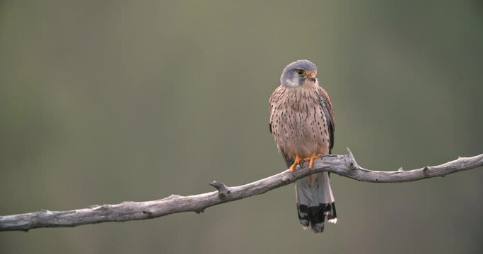 Male common kestrel, falco tinnunculus, sitting on a branch of a tree in spring nature. Peaceful scenery with animal wildlife resting on twig. Wild bird of prey in spring.