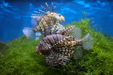Lionfish (dendrochirus zebra), fish in an aquarium, blurred background