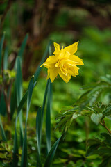 Beauty macro closeup of yellow daffodil flower