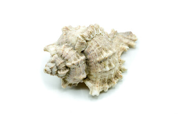Seashell isolated on white background