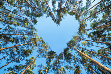Pine trees in the forest form a heart shape their branches against a blue sky, a perspective view...
