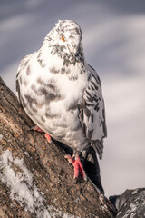 White and grey pigeon sitting on a branch.