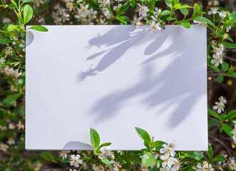 White paper blank between cherry branches in blossom.