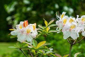 Pink azalea flowers in the garden