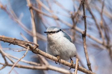 Eurasian nuthatch or wood nuthatch, lat. Sitta europaea, sitting on a tree branch with a blurred background.