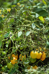 yellow cherry tomatoes in the garden