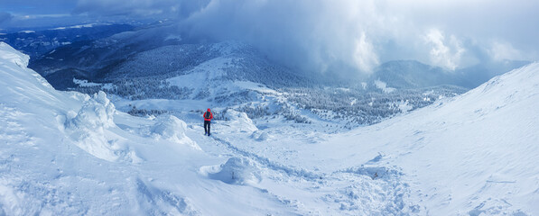 Panoramic landscape of a snowy forest in the mountains on a sunny winter day whis. Ukrainian Carpathians, near Mount Petros, there is one tourist.