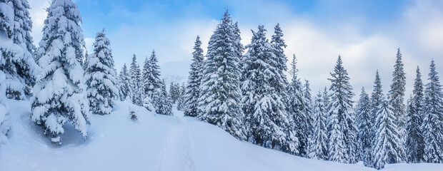 Panoramic landscape of a snowy forest in the mountains on a sunny winter day. Ukrainian Carpathians, near Mount Petros.