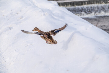 Mallard Duck flies over the snowy river bank