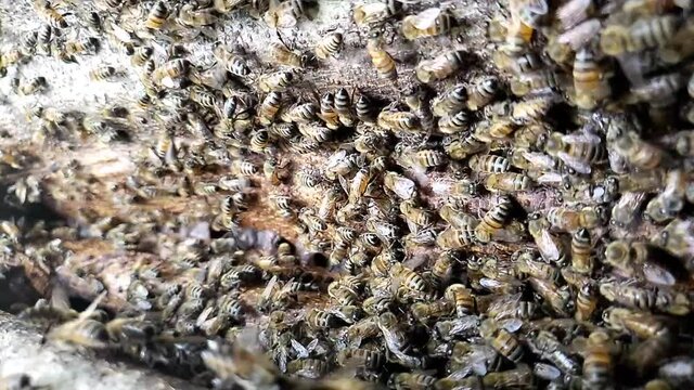 Vertical Slow motion shot of honey bees buzzing on a tree trunk in HD 1080p 30p