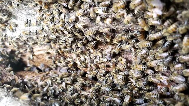 Vertical Slow motion shot of honey bees buzzing and flying on a tree trunk in HD 1080p 30p