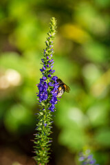 Blooming blue speedwell flower or dwarf spike plant (veronica spicata) in summer sunny day in europe.