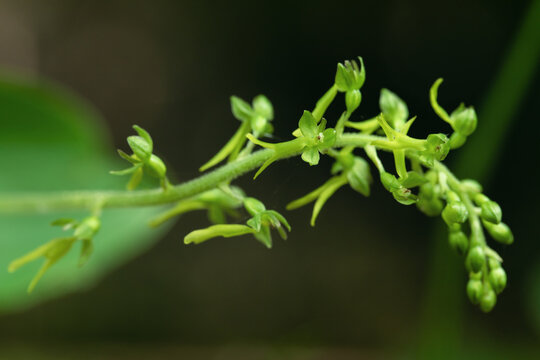 Closeup of a common twayblade orchid (Neottia ovata). Focus on the blossom in the middle.