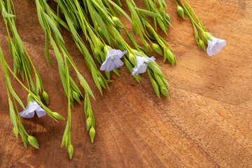 flax flowers bouquet on wooden background