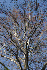 Fototapeta premium プラタナスの木に丸い実が実る 東京、新宿御苑での自然の風景