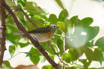 青い鳥ルリビタキ　東京、新宿御苑での野鳥や自然の風景