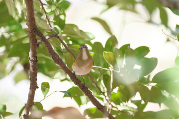 青い鳥ルリビタキ　東京、新宿御苑での野鳥や自然の風景