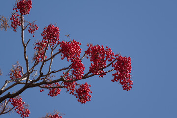 快晴の青い空と真っ赤な実　東京、新宿御苑での野鳥や自然の風景