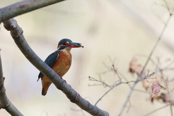 カワセミ　母と子の森にて　東京、新宿御苑での野鳥や自然の風景
